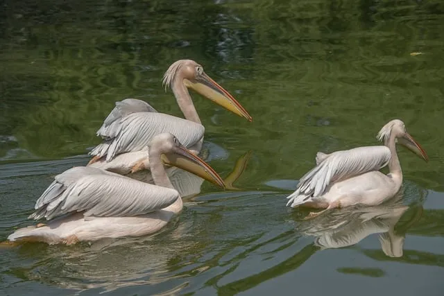 Free Pelican Waterbirds photo and picture