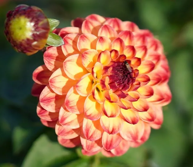 Free Dahlia Nature photo and picture
