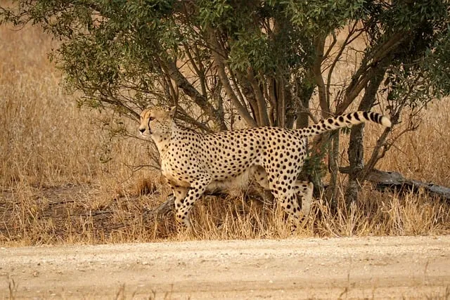 Free Cheetah Savannah photo and picture