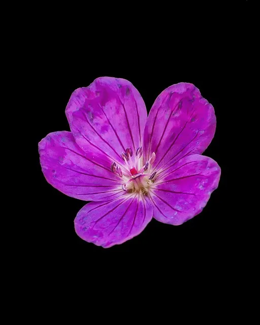 Free Cranesbill Flower photo and picture