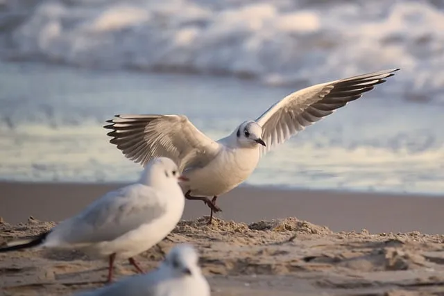 Free Seagull Bird photo and picture