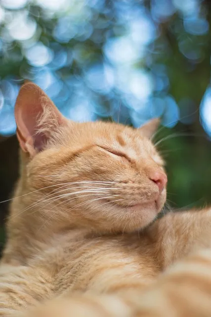 Free Cats Look photo and picture