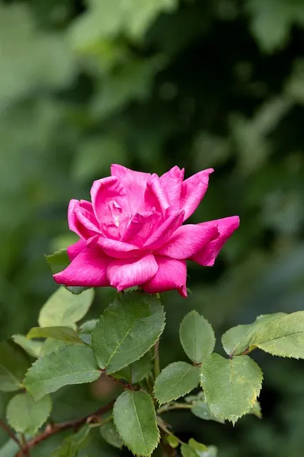 Free Flowers Beautiful Wallpaper photo and picture