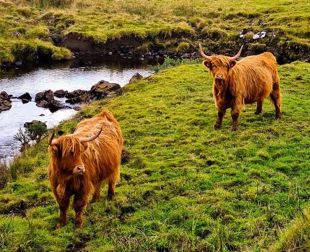 Free Cattle Cow photo and picture