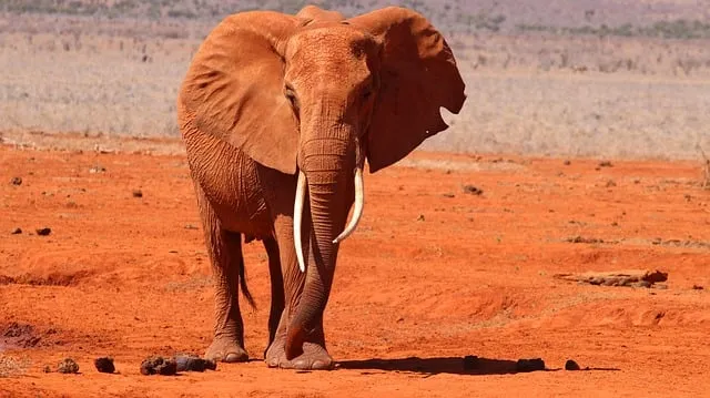 Free Orange Nature photo and picture