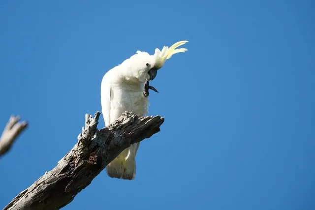 Free Cockatoo Bird photo and picture
