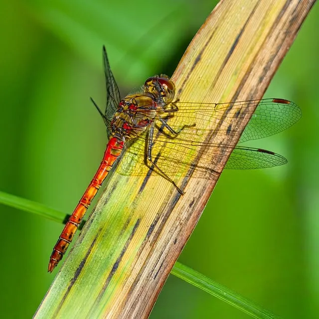 Free Dragon-Fly Insect photo and picture