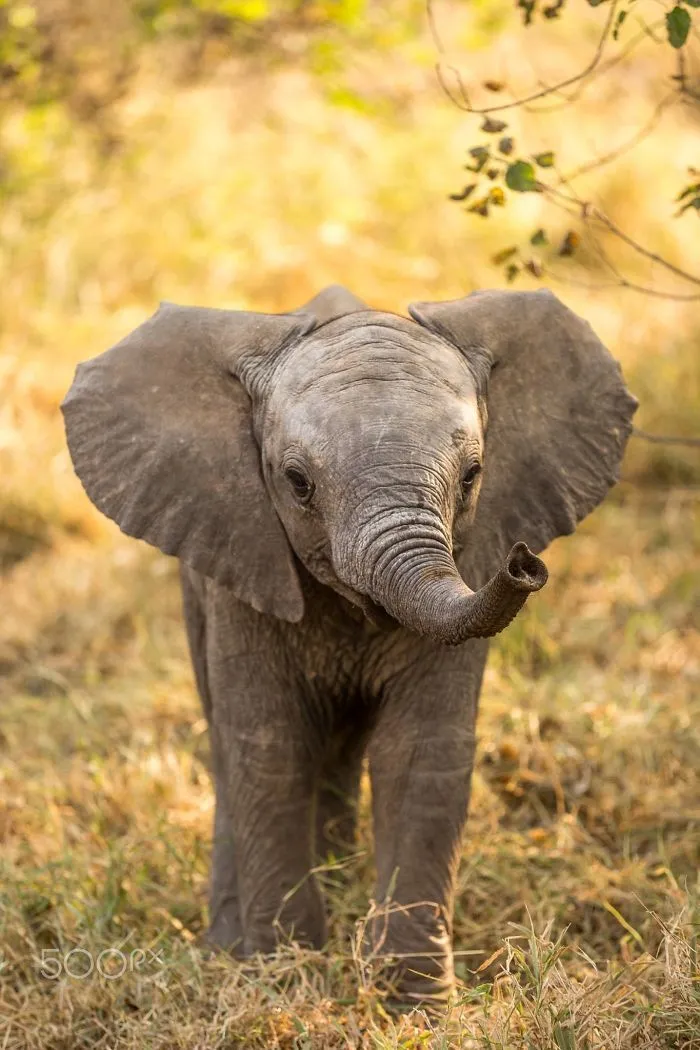 Baby Elephant
