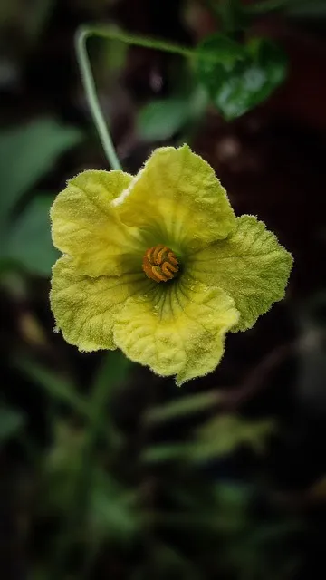 Free Flower Mobile Wallpaper photo and picture