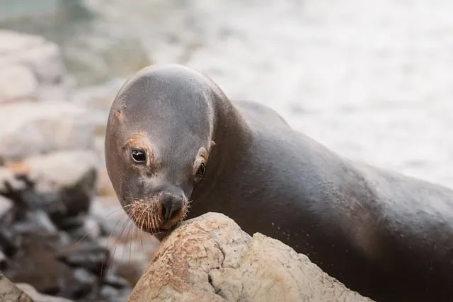 Free Sea Lion Rocky Shore photo and picture