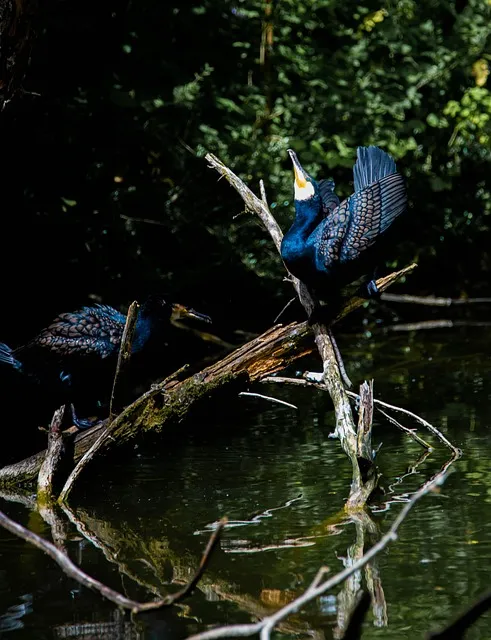 Free Cormorant Branch photo and picture