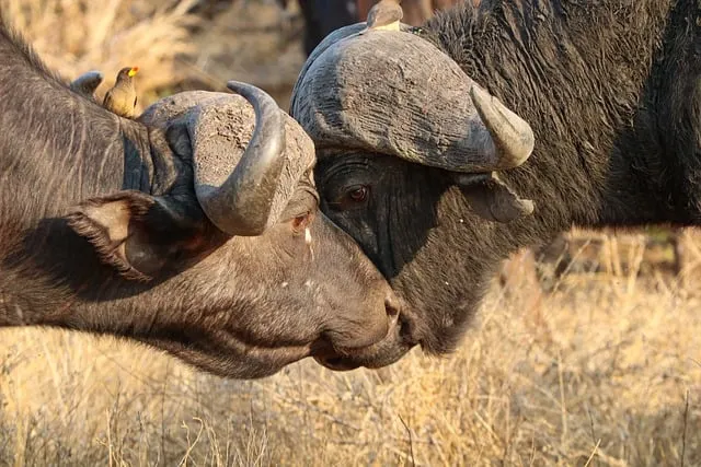 Free Buffalo Africa photo and picture