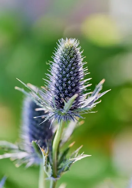 Free Thistle Eryngium photo and picture