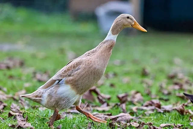 Free Duck Indian Runner Duck photo and picture