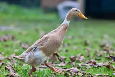 Free Duck Indian Runner Duck photo and picture