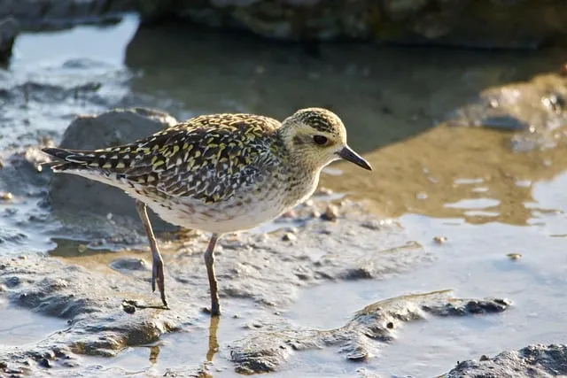Free Golden Plover Birds photo and picture