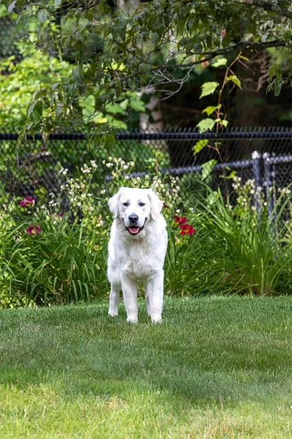 Free Dog Ipad Wallpaper photo and picture