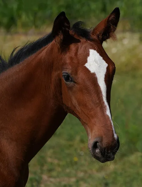 Free Horse Foal photo and picture