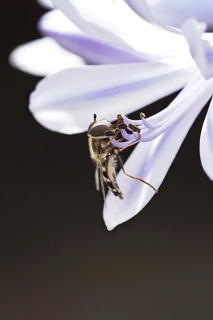 Free Hover Fly Insect photo and picture