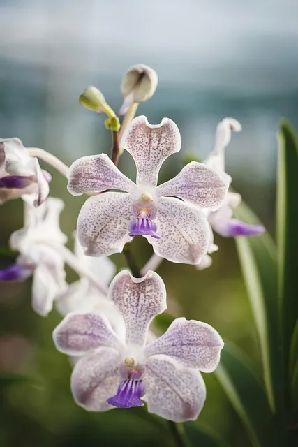 Free Natural Pure photo and picture