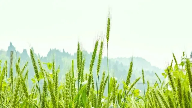 Free Crop Plant photo and picture