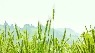 Free Crop Plant photo and picture