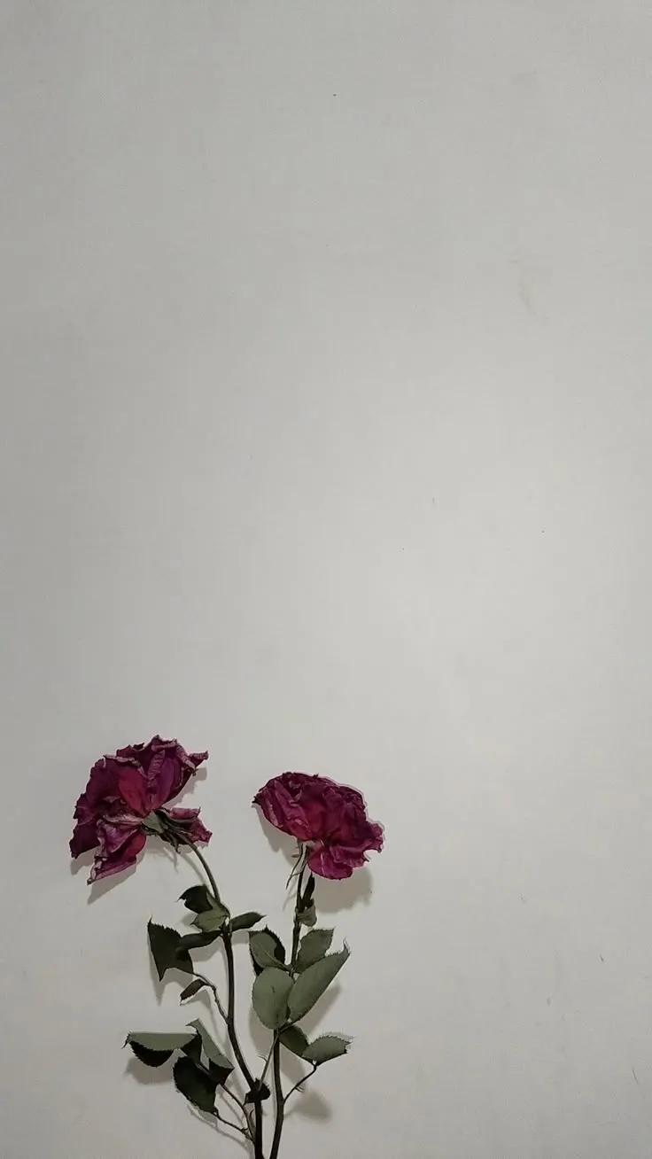 two pink roses in a vase on a table