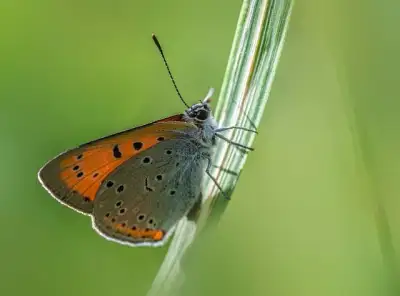 Free Nature Bloom photo and picture