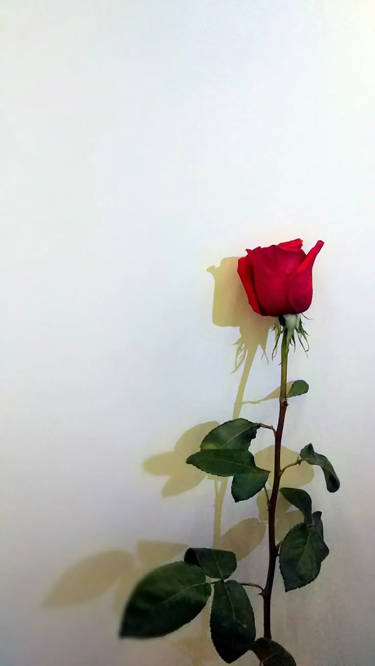 a single red rose sitting on top of a white wall