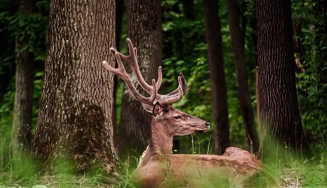 Free Deer Animal photo and picture