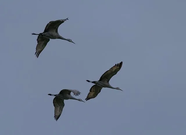 Free Cranes Birds photo and picture