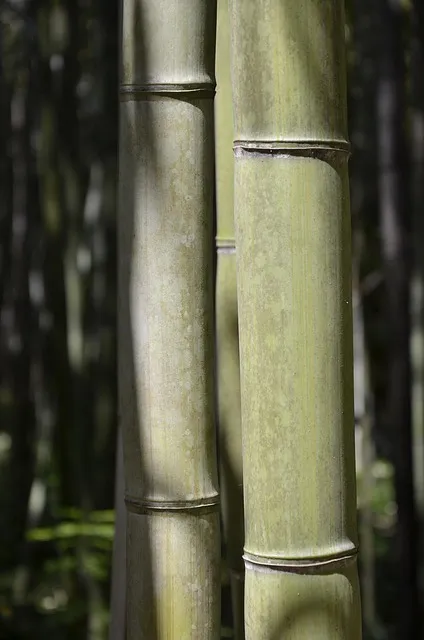 Free Bamboo Green photo and picture