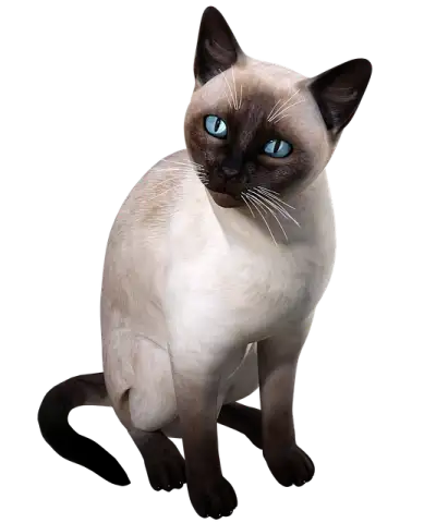 Free Siamese Cat illustration and picture
