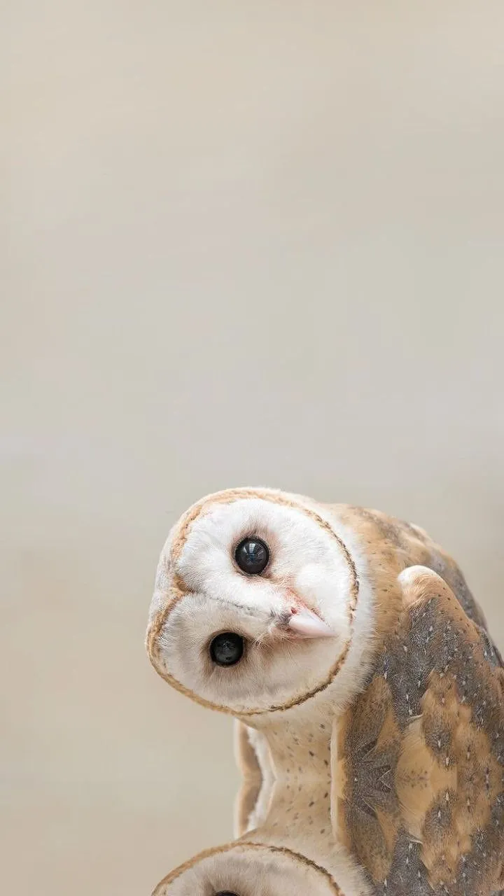an owl standing on top of a wooden table