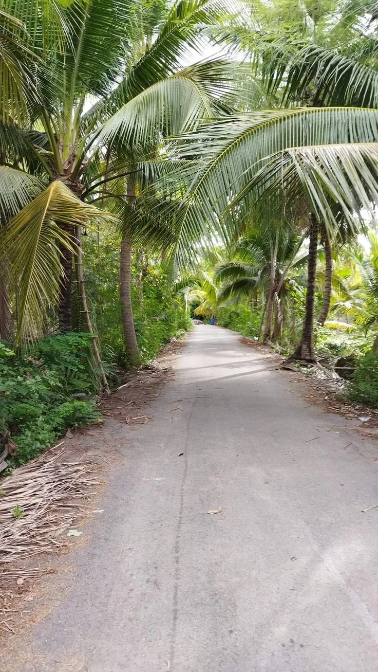 an empty road surrounded by palm trees and greenery
