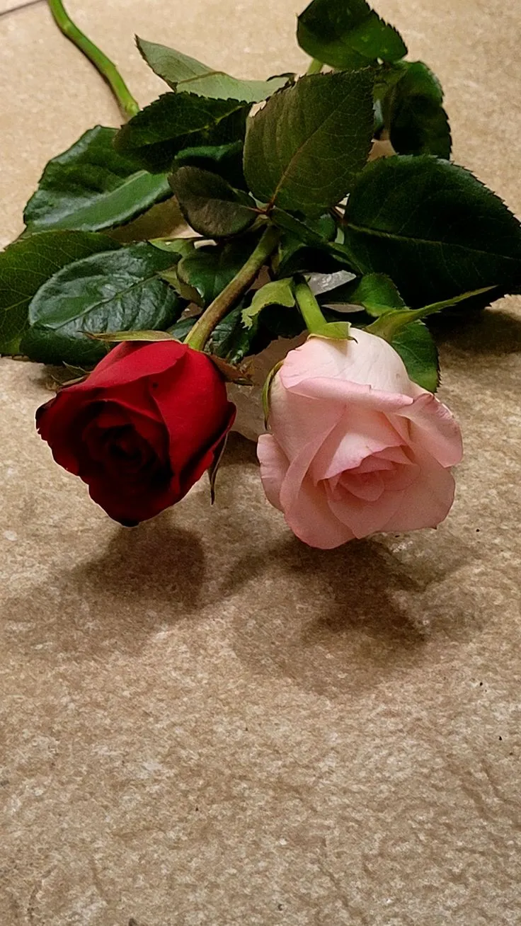 two pink and red roses laying on the ground