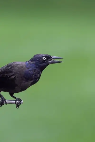 Free Birds Nature photo and picture