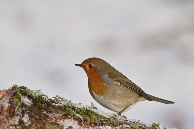 Free Robin Bird photo and picture