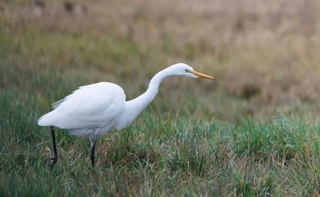 Free Egret Wildlife photo and picture