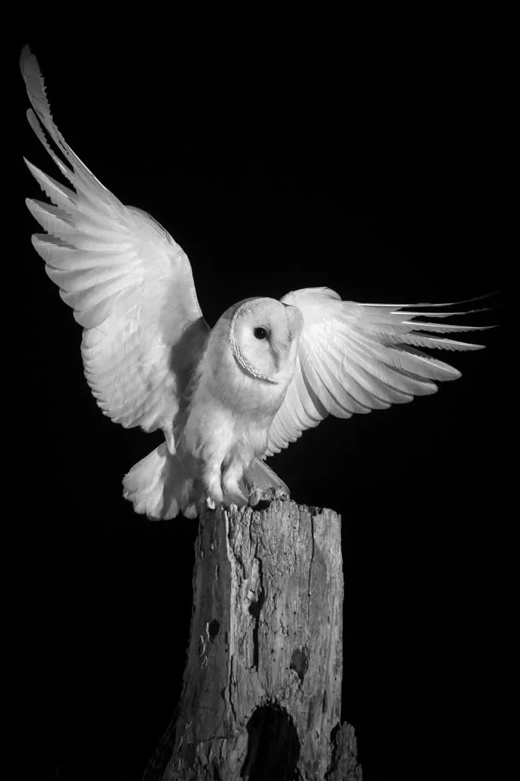 Shooting Infrared Photos of Barn Owls at Night