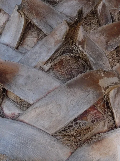 Free Palm Tree Texture Interlocking Texture photo and picture