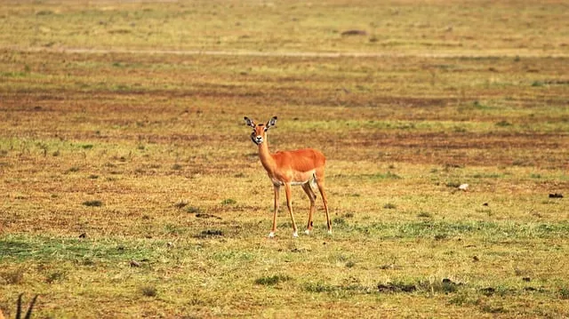 Free Impala Antelope photo and picture