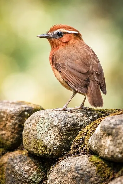Free Pássaro Bird photo and picture