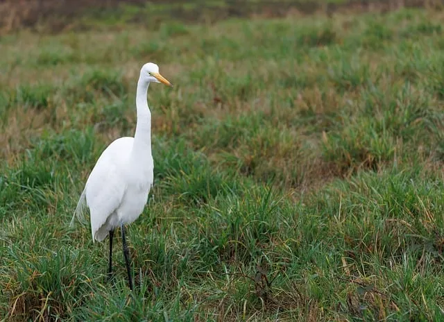 Free Egret Wildlife photo and picture
