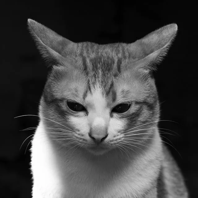 Free Animal Cat photo and picture