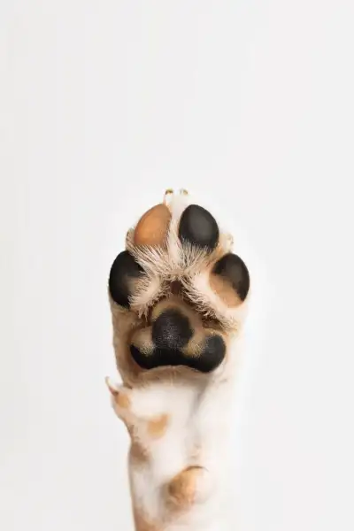 Dog’s paw