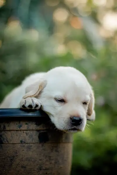 Free Dogs Puppies photo and picture