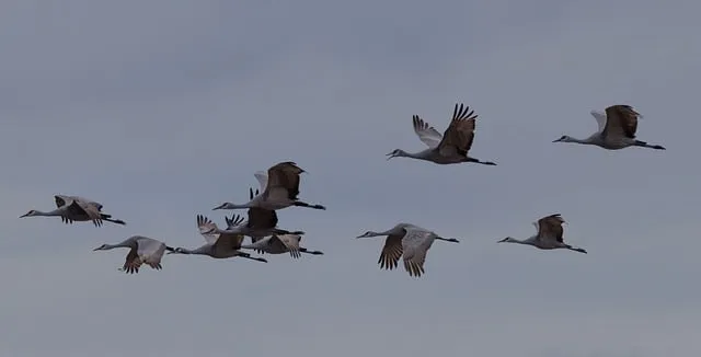 Free Cranes Birds photo and picture