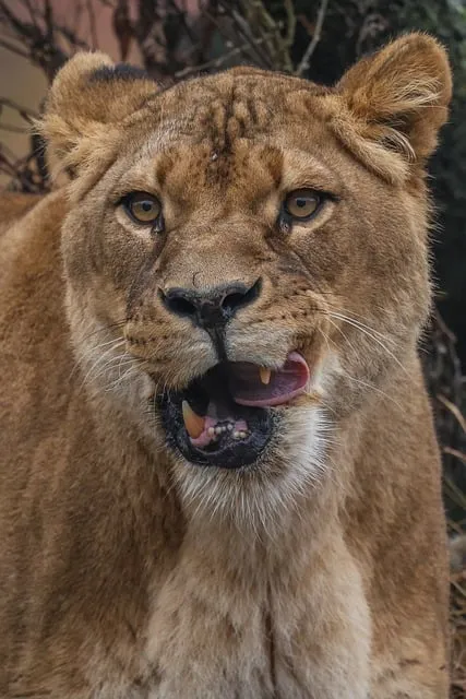 Free Lion Nature photo and picture