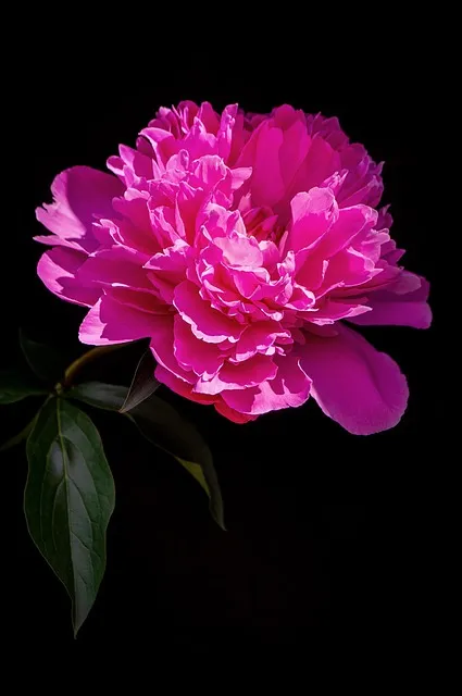 Free Flower Petals photo and picture